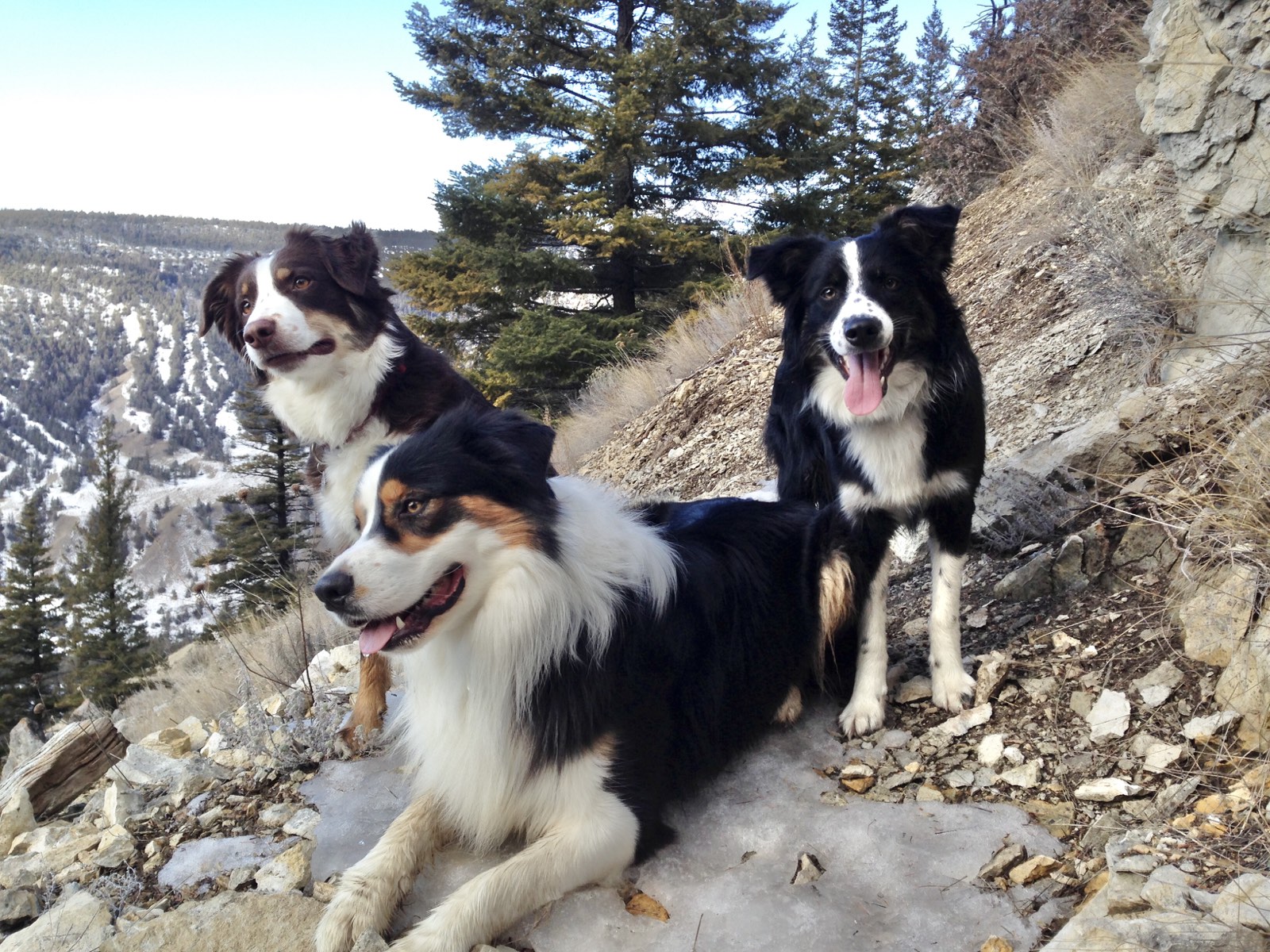 Three dogs — Franklin, Ginger and Maggie — perched on a rocky outcrop at Desous Mountain, tongues out and tails wagging, with snowy canyon slopes stretching behind them