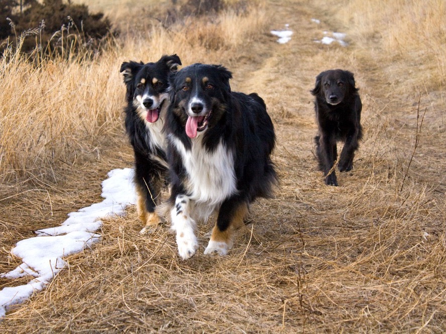 Caught here on a trail at Desous Mountain, are our current much loved animals, Ginger, Franklin and Maggie