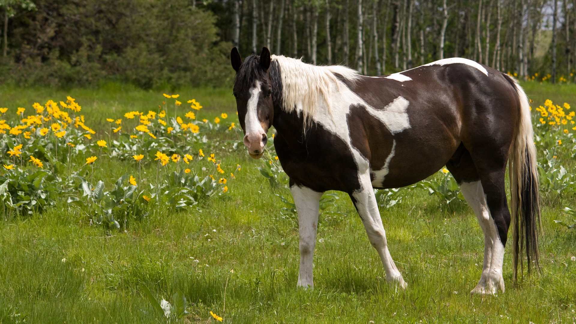 A kind horse in a green field looking up