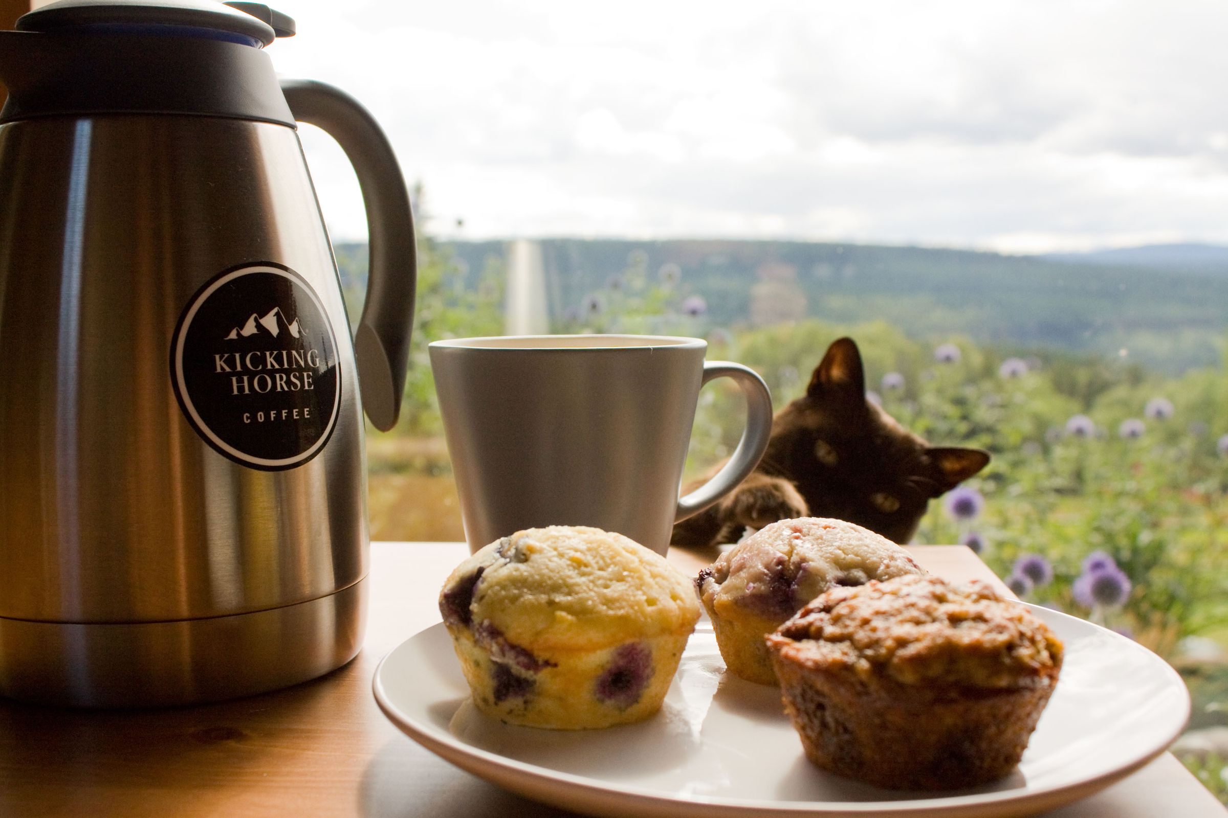 A pot of coffee and a plate of fresh muffins on the table, the Cariboo hills through the window behind