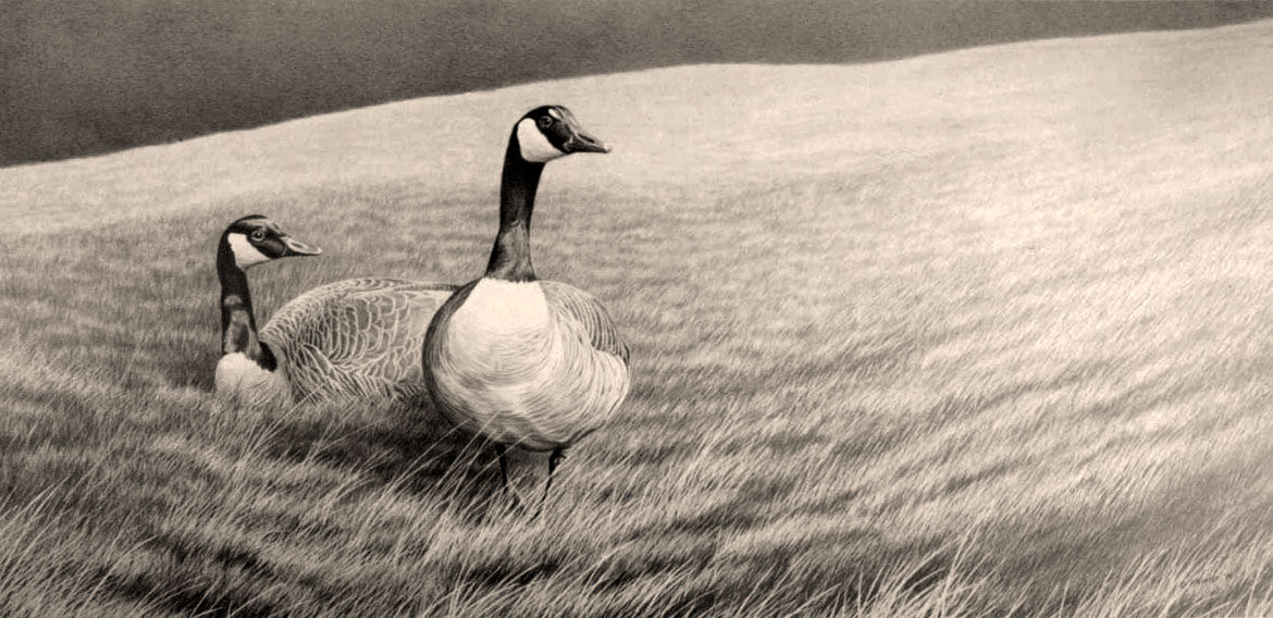 Steve's charcoal drawing of two Canada geese resting in tall grass