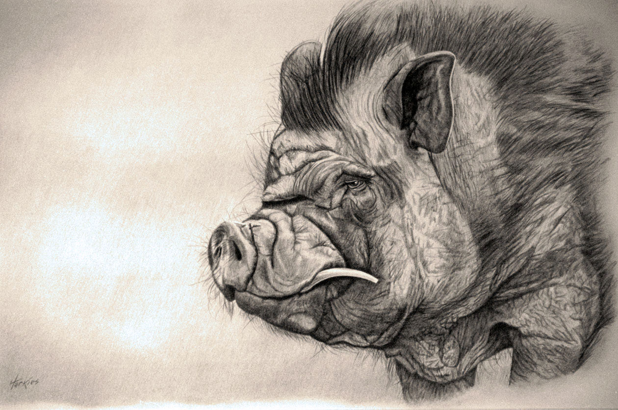 Steve's charcoal drawing of Sarge the pig, in profile